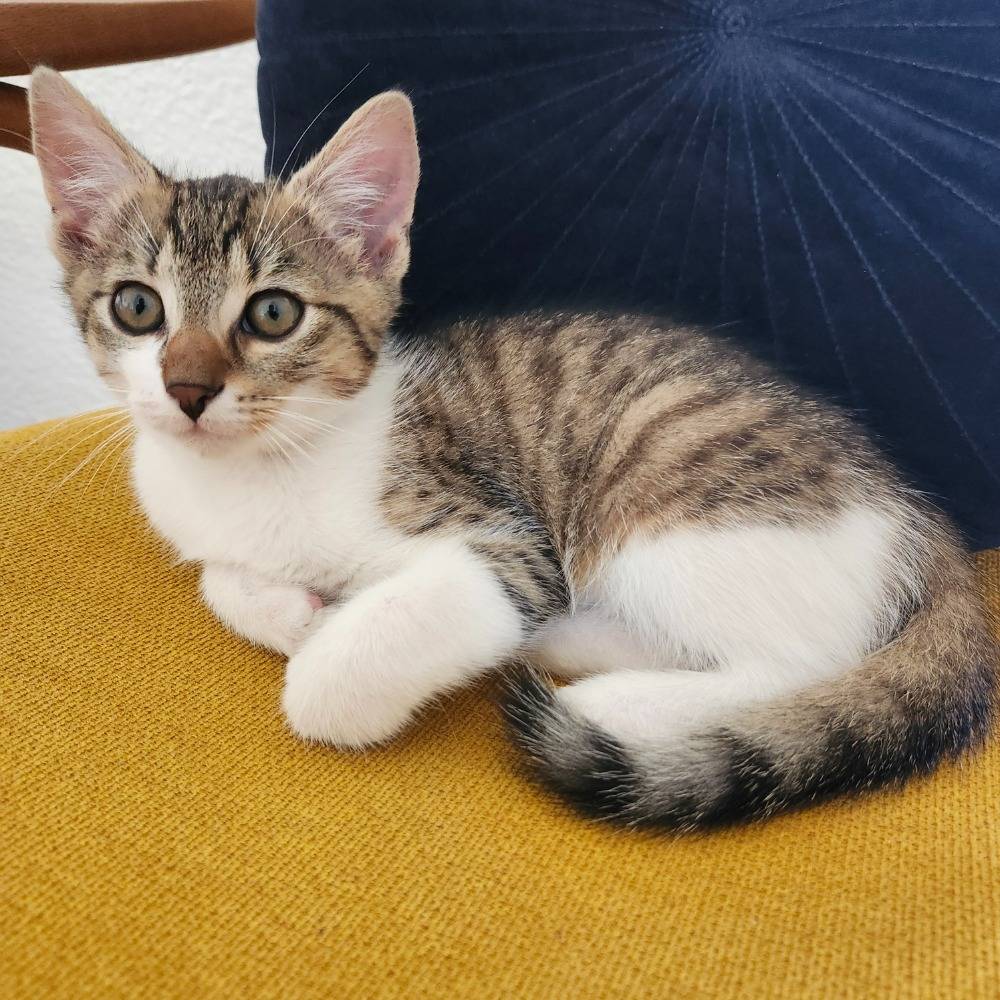 Slyší na jméno Bertík.   Bílý s mourovatou hlavou.  Majitel: Jakub Riedel, Chaloupky 10  Informaci můžete podat na tel.: 704 074 368