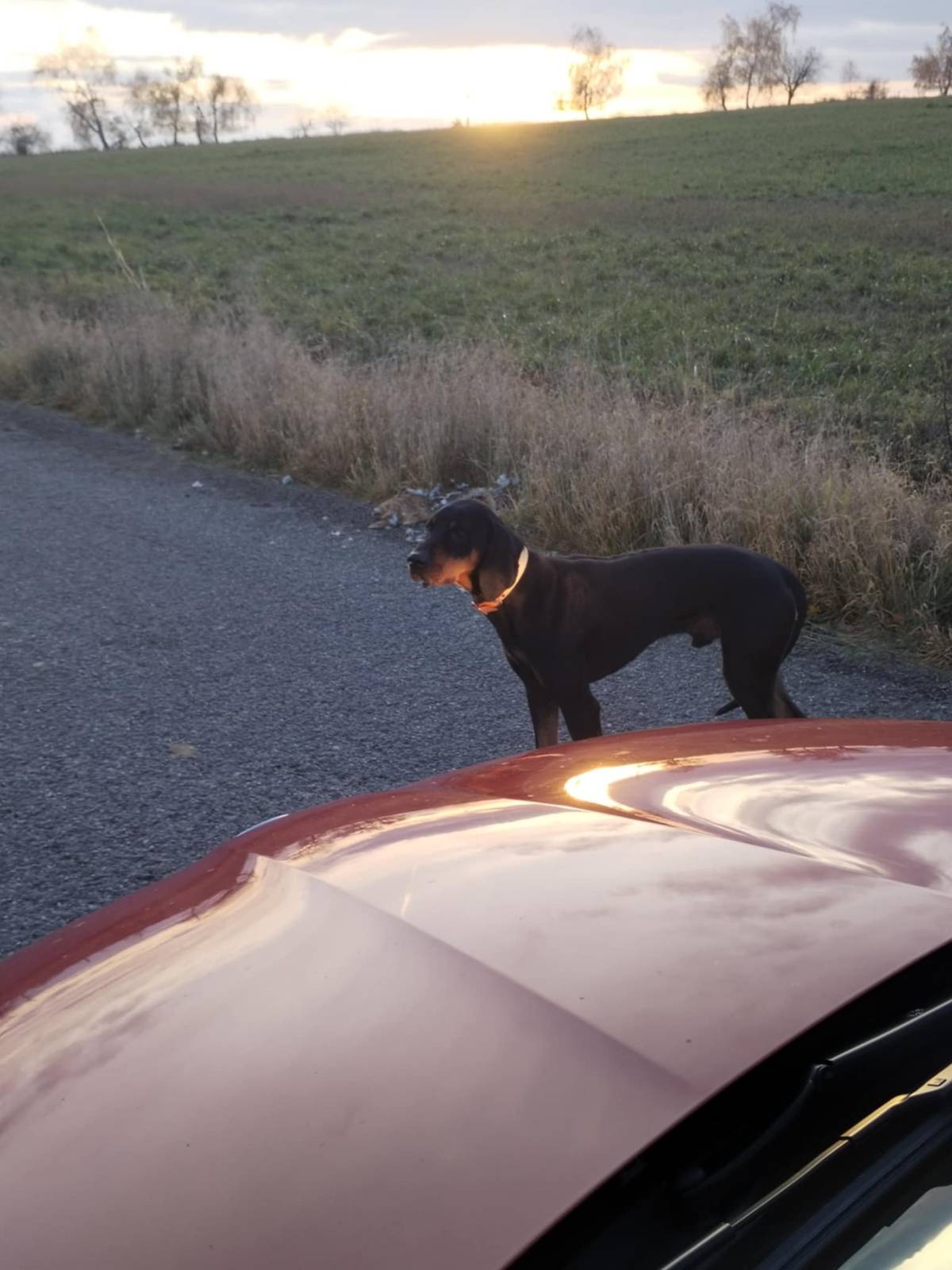 Mezi Holubí Zhoří a Čikovem včera okolo 16h a dnes 9:30 u silnice pobíhá pes (pravděpodobně Slovenský kopov) s reflexním obojkem, který se používá na honech. Informujte prosím majitele, pokud víte komu by mohl patřit.