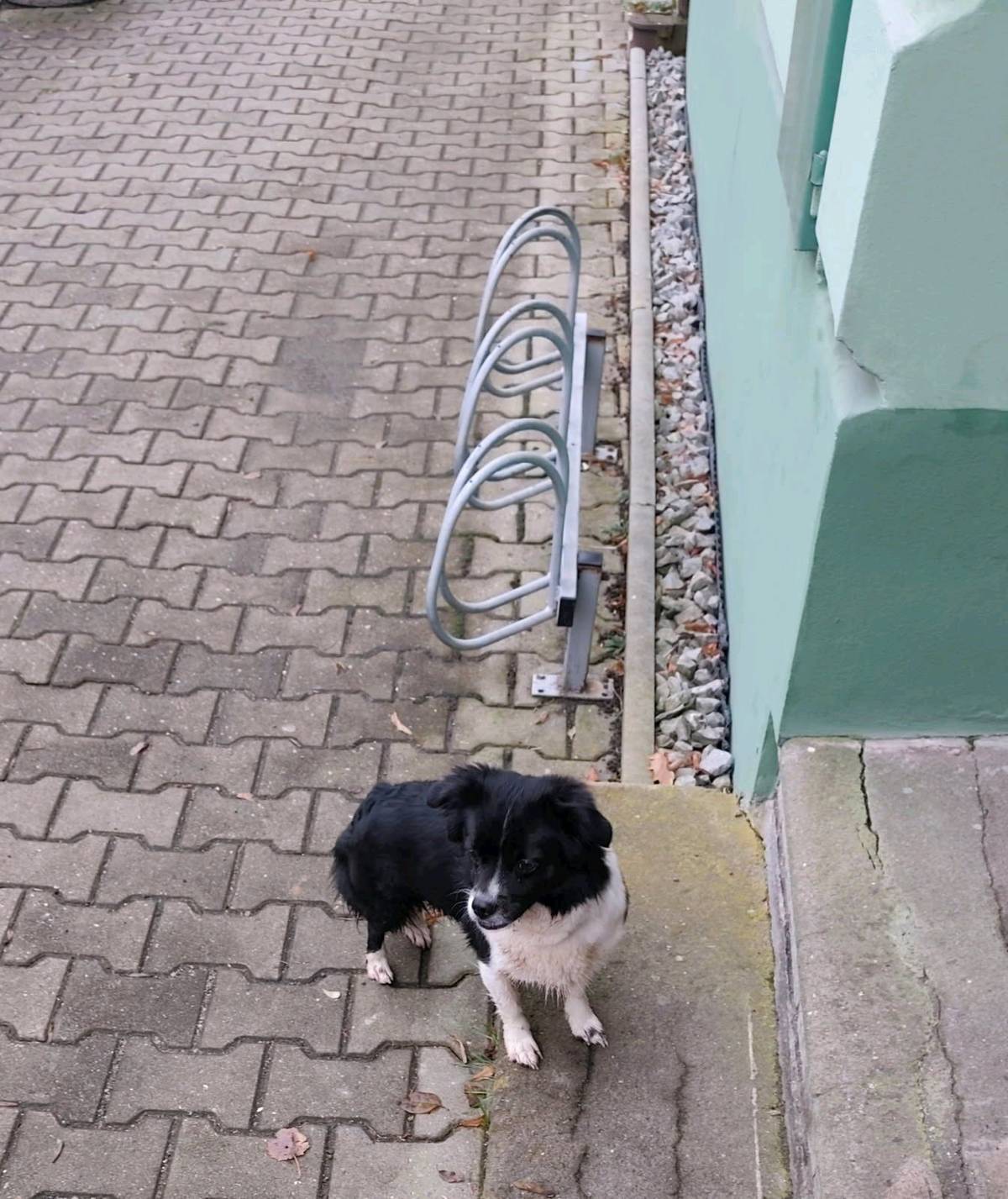 Vážení občané, obec Stružnice nás žádá o pomoc. Hledá majitele malého černého pejska s bílou náprsenkou a s bílými tlapkami. Pejsek běhal dnes ráno po silnici u obchodu v Jezvém. Nyní je na OÚ ve Stružnici. Pejsek je čipovaný.  Tel. číslo na paní Habartovou je 724 939 095.   Kdo ví, nebo zná, ať se prosím ozve.  Děkujeme.