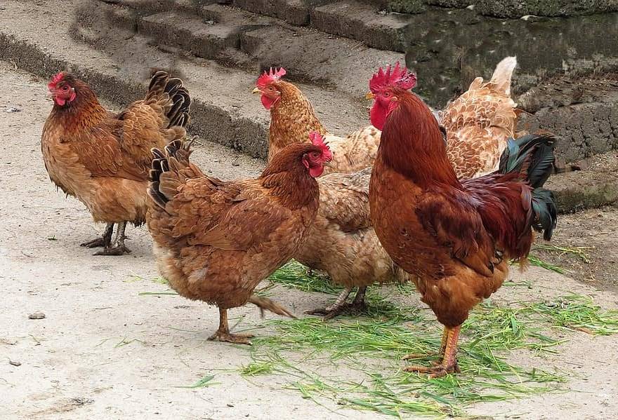 Studénka drůbež bude prodávat v obci Krmelín v sobotu 15. listopadu 2025 od 11:30 do 11:45 hod. u Hasičské zbrojnice kuřice různých barev, chovné kohouty, brambory na uskladnění červené a žluté, cibuli, česnek sadbový i konzumní, krouhané zelí, hlávkové zelí, jablka, hrušky, loupané ořechy, krmné směsi a vitamíny tel. 720 355 216.