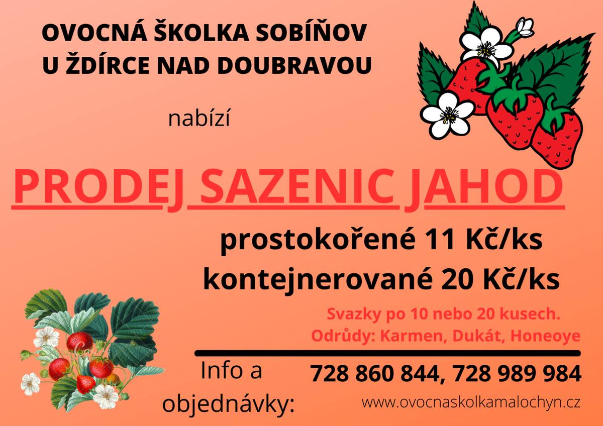 Prodej sazenic jahod-OŠ Sobiňov