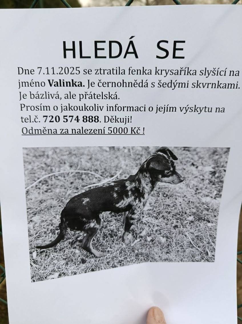Dne 7.11.2025 se zaběhla fenka pražského krysaříka slyšíci na jméno Valinka. Je černobílá s šedými skvrnkami. Prosím o jakoukoli informaci o jejím výskytu na tel. 720 574 888. Odměna 5 000 Kč.