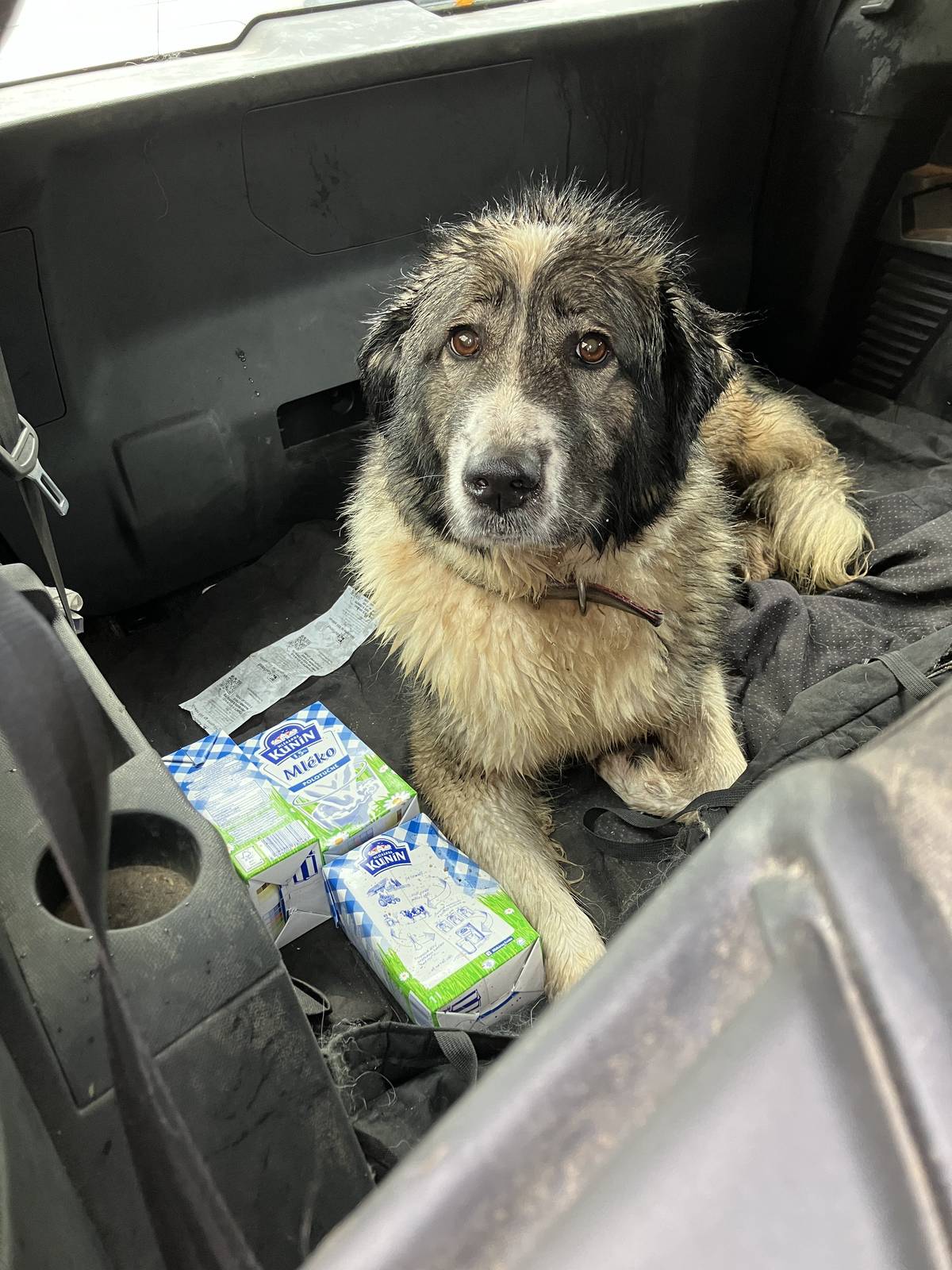 Dnes byl v obci Želízy nalezen tento pes. Majitel nechť kontaktuje OÚ Želízy. 724291264