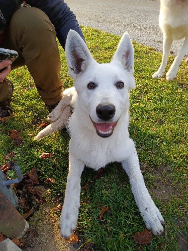 Vážení občané, v Zadní Vsi byl nalezen tento pejsek. Prosíme, pokud víte, komu patří, volejte na tel. číslo: 724 229 568.