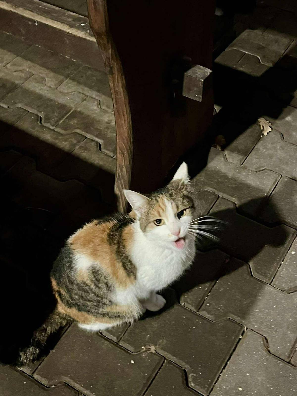 Dobrý den, vážení přátelé, chtěli bychom Vás touto cestou informovat, že v okolí PENZIONU POD DRAČÍ SKALOU se pohybuje kočka, která podle všeho zřejmě někomu utekla. Pokud mazlíčka postrádáte, neváhejte kontatkovat personál penzionu Hezké odpoledne přeje  městys Karlštej