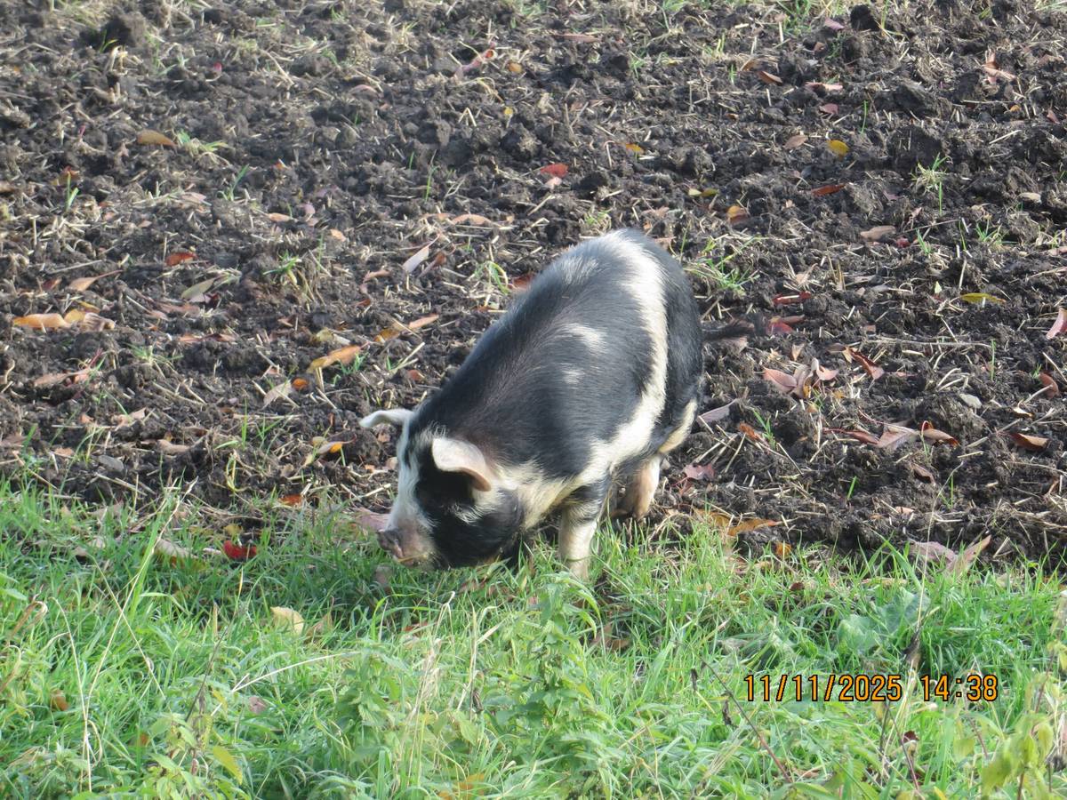 Pracovníci Obecního úřadu spolu s obecním strážníkem dnes odchytli prasátko čínské. Prosíme majitele zvířete, aby neprodleně kontaktoval Obecní úřad na telefonním čísle : 720513665 Děkujeme za spolupráci! (Fotografie přiložena níže)