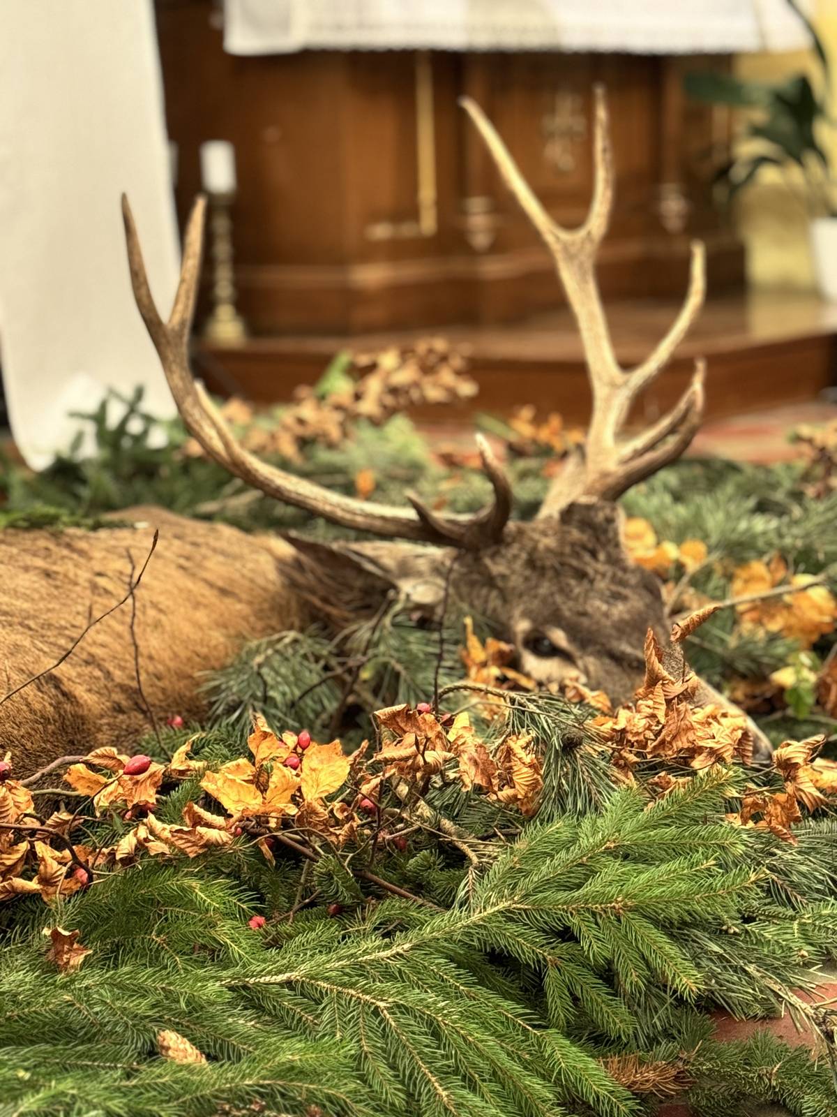 Poslední páteční večer patřil v kostele sv. Prokopa slavnostní Svatohubertské mši, při níž se spojila duchovní hloubka s mysliveckou tradicí. Vyzdobený kostel zaplnili lidé, kteří přišli poděkovat za dary přírody. Celou bohoslužbu provázely tóny lesních rohů, zpěv sboru a hra na kytaru – přesně to, co chrám sv. Prokopa umí výborně.   Mši vedl děkan Adam Grabiec, který mluvil o vděčnosti i odpovědnosti člověka vůči přírodě. V příjemné atmosféře položil také otázku: „Proč se jelenovi říká desaterák?“ Odpověď se chvíli hledala, ale nakonec ji s úsměvem doplnil jeden z místních myslivců, čímž pobavil i potěšil přítomné.   Nechyběly ani tradiční myslivecké prvky – v přední části kostela byl majestátní jelen a u oltáře myslivec v slavnostním stejnokroji s loveckým tesákem a kloboukem. Po mši zaznělo několik skladeb trubačů, následovalo focení u jelena a přátelské rozhovory.   Atmosféru večera si můžete připomenout na přiložených fotografiích i ve videu. 𝐎𝐃𝐊𝐀𝐙 𝐍𝐀 𝐕𝐈𝐃𝐄𝐎 𝐙𝐃𝐄: https://youtu.be/n3q_mugao4c