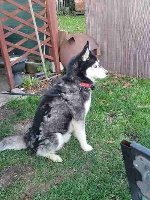 Pejsek se nalezl na Huse u bytového domu Husa 38 - pro předání volejte 724 179 808 - starosta obce