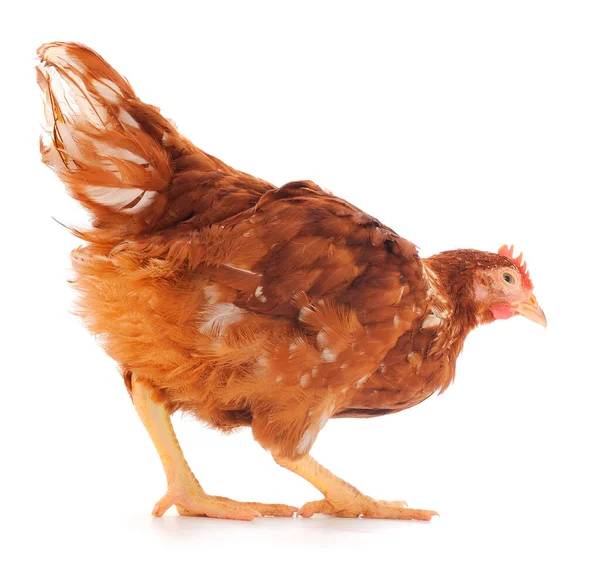 prodej drůbeže, vitamínů a dalších...