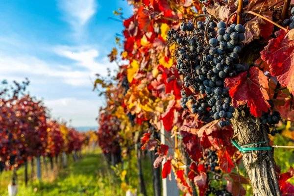 Pátek 14. listopadu 2025 📍 Parkoviště u Obecního úřadu 🕓 16:20 – 16:40 hodin Vinařství Holánek k nám opět přijede se svou pojízdnou vinotékou. Tento týden přiveze: Poslední bílý burčák 🍾 Sudová vína – 80 až 90 Kč / litr Lahvová vína (výběr z hroznů, pozdní sběr) – 150 až 250 Kč Akční nabídka: 🍷 Hibernal polosladký – 170 Kč 🍷 Tramín červený polosuchý – 160 Kč