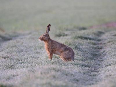 Termíny honů jsou následující: 1. hon 8.11.2025 – úsek u hrobky v Hajanech, U křížku v Hajanech, Umrfeldy, dále v k.ú. Želešice - obalovna a koridor dálnice směrem k Želešicím, Dlouhá rokle, Kamenné 2. hon 22.11.2025 – úsek Za mlýnem v Hajanech, Hajanský sádek, Sady nad Hajany - Hojnary, Maděrány, Písečňák, Černý lesík 3. hon 20.12.2025 – Rúžová, broskvové sady Myšák, Kopečky, Na Bobravě