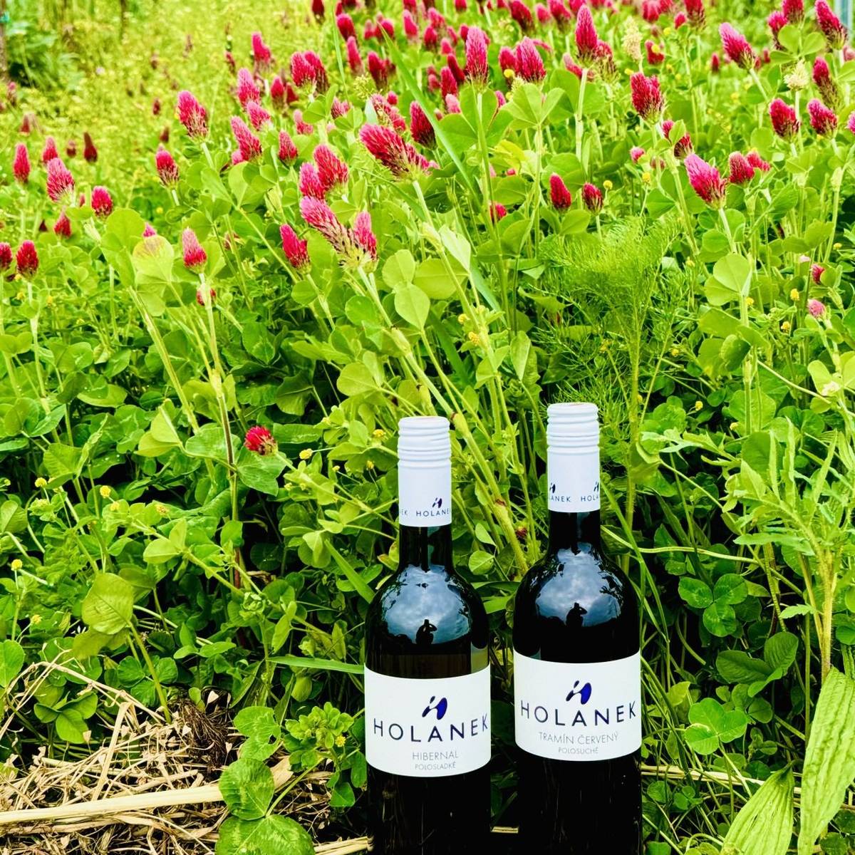 Vinařství Holánek🍇přijede ve čtvrtek 13. listopadu s pojízdnou vinotékou. Tento týden přiveze vinařství Holánek poslední bílý burčák, vína sudová 80-90 Kč/litr, vína lahvová výběr z hroznů, pozdní sběr 150-250 Kč. V akci polosladký Hibernal za 170 Kč a polosuchý Tramín červený za 160 Kč. Vinotéka bude stát od 19:30 do 19:50 hod. v Dolanech na návsi.