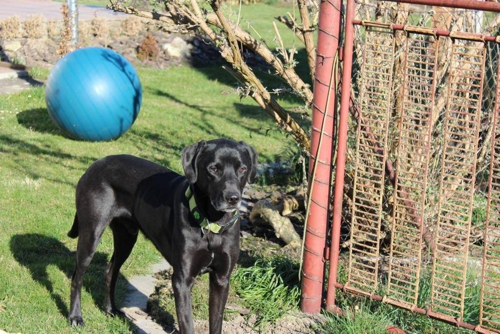 Včera v podvečer se zaběhl pejsek místních občanů, slyšící na jméno "Bony", je to černý, krátkosrstý retrívr. V případě, že ho zahlédnete, prosím volejte 724 26 38 39. Děkujeme.