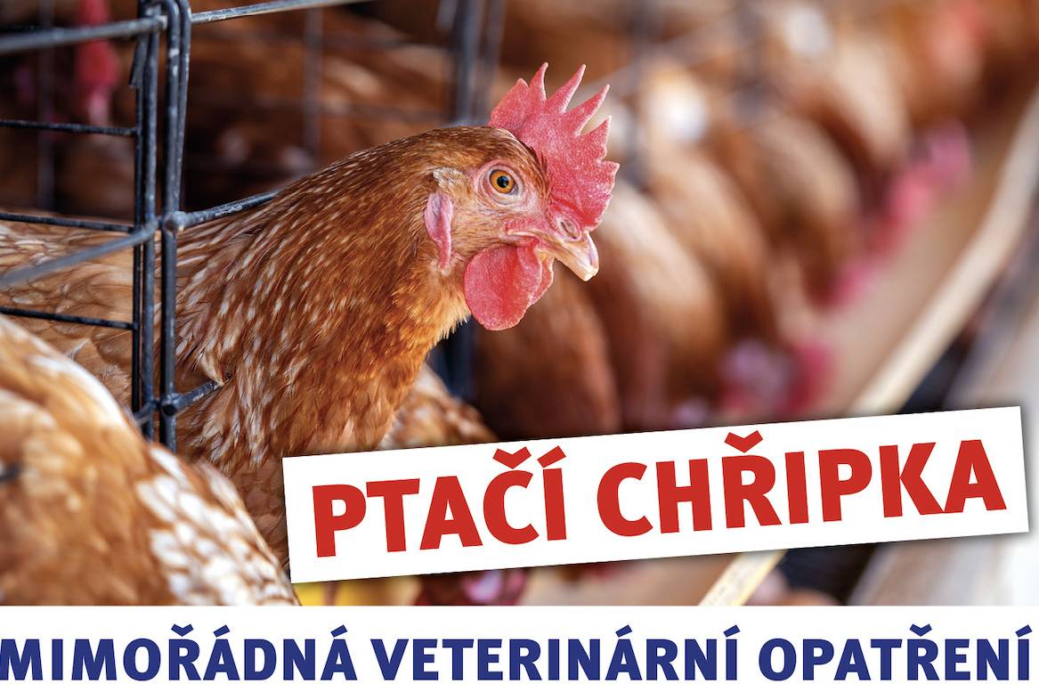 Oznámení občanům – mimořádné veterinární opatření Nařízení Státní veterinární správy o soupisu chované drůbeže a chovných ptáků Vážení občané, na základě mimořádného veterinárního opatření Státní veterinární správy je každý chovatel povinen provést soupis chované drůbeže a chovných ptáků. Toto opatření je nezbytné pro ochranu zdraví zvířat a prevenci šíření nákaz. Jak bude soupis probíhat?  Ve středu 12. 11. 2025 v době od 16:00 do 18:00 obdržíte do svých poštovních schránek informační leták a formulář pro soupis chované drůbeže a ptáků. Formulář prosím pečlivě vyplňte podle pokynů a zajistěte uvedení všech chovaných kusů. Vyplněný formulář je nutné doručit nejpozději do pátku 14. 11. 2025 do 18:00 do poštovní schránky obecního úřadu.  Proč je to důležité? Tímto opatřením přispíváte k ochraně zdraví zvířat ve vaší obci a napomáháte k efektivnímu řízení případných veterinárních zásahů. Prosíme o včasné a pravdivé vyplnění údajů. Další informace V případě dotazů se můžete obrátit na obecní úřad nebo kontaktovat Státní veterinární správu. Děkujeme za vaši spolupráci a zodpovědný přístup. S úctou, Obecní úřad