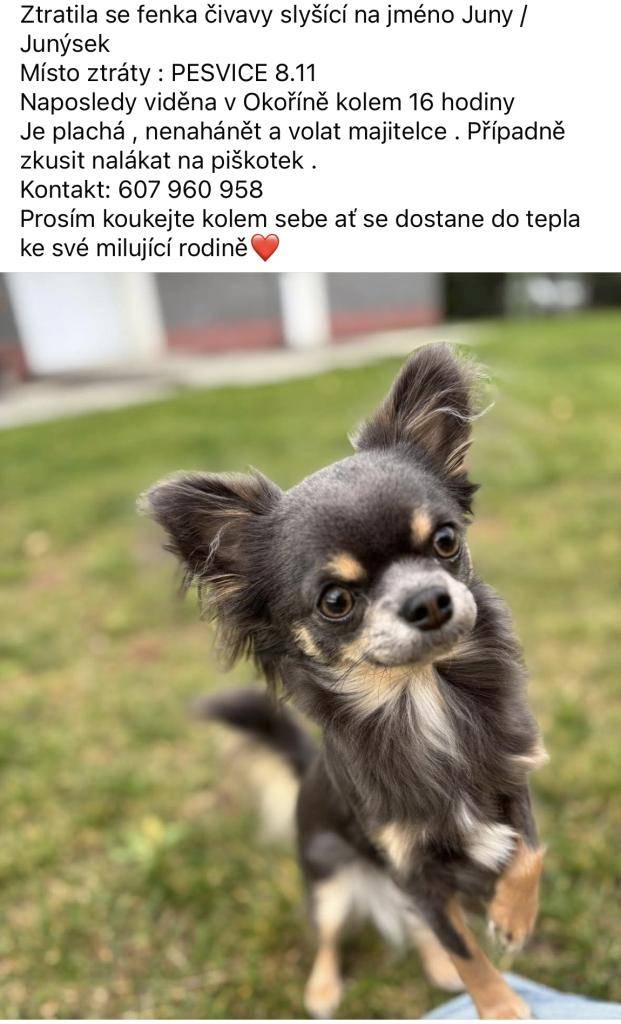 Majitel Juny prosí kolemjdoucí Vrskmaně a Zaječic o pomoc se ztracenou Juny, kdyby ji zahlédli ať kontaktují majitele na tel. 607 960 958. Naposledy viděna mezi Vrskmaní a Okořínem.