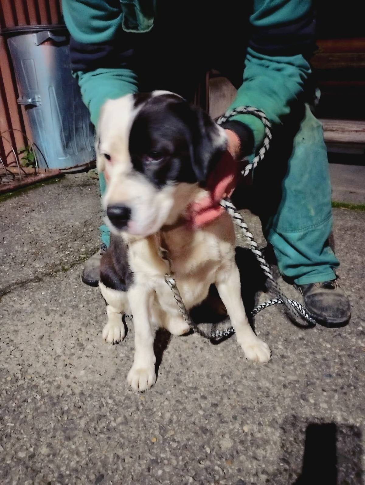 Nájdený pes, kontaktujte nálezcu na t.č.  0911 309 385.