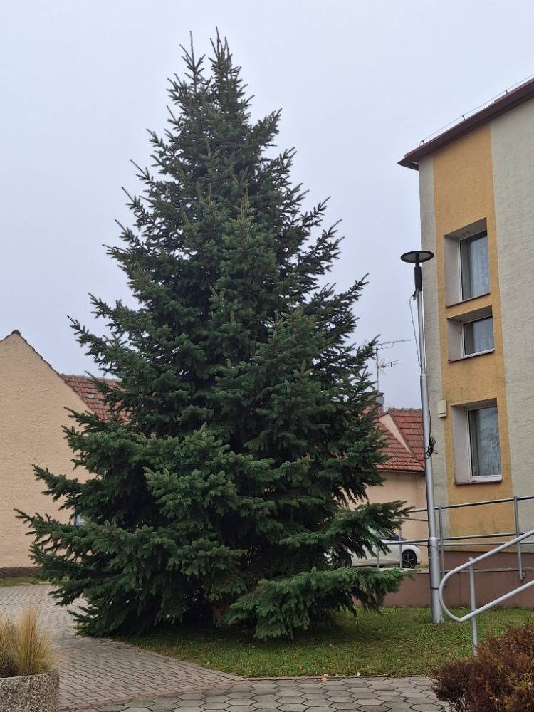 Vánoční strom letos Louce věnovala rodina Zacharova z Kněždubu.
