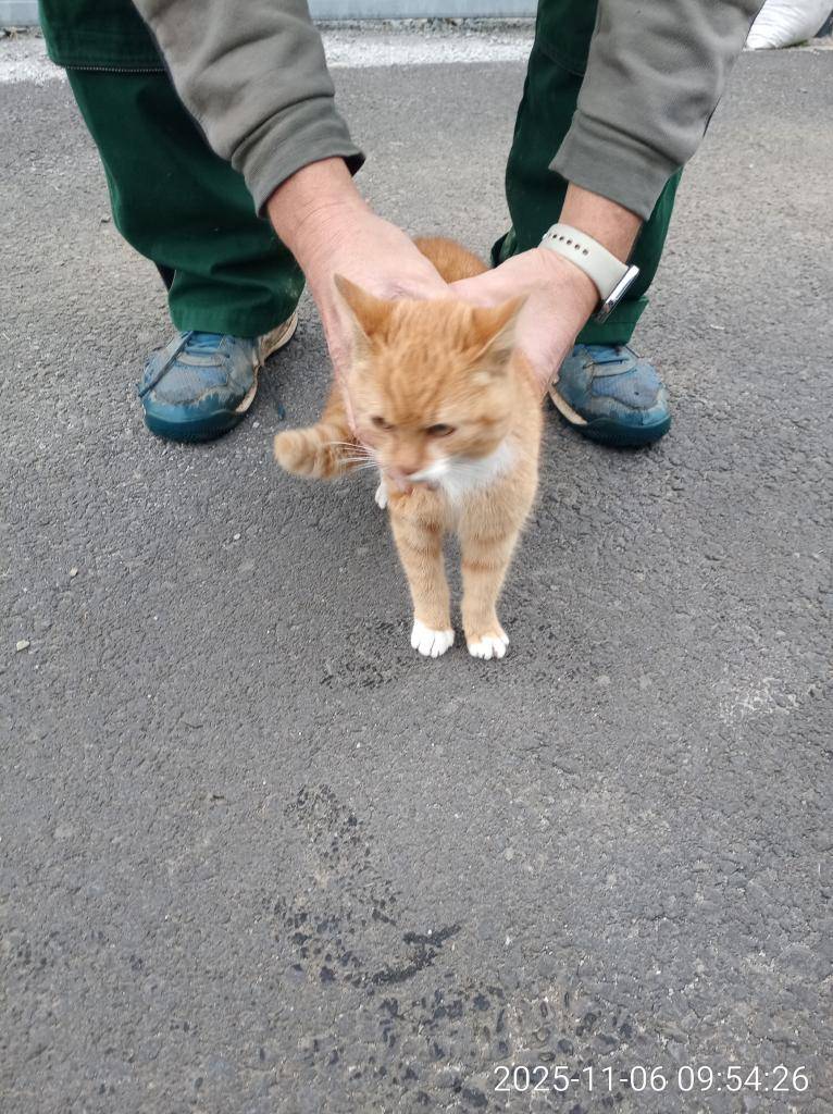 Kočka nalezena 06.11.2025 v ulici Za Stadionem ve Stříbře.   Pro více informací kontaktujte MP Stříbro 374801156