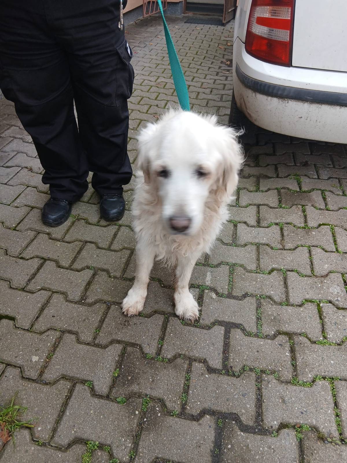 V ulici Mezi Zahradami byla nalezena starší fenečka plemene zlatý retrívr. Nálezce kontaktoval Obecní úřad Hovorčovice a fena je nyní umístěna v obecním kotci. Prosíme majitele, aby se co nejdříve ozval na 283 933 123 nebo 602 660 324. Pomozte prosím sdílením, ať se fenečka co nejdříve dostane zpět domů.