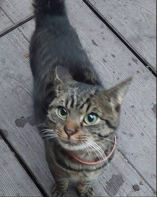 Hledá se majitel nalezeného kocourka s obojkem na obrázku. Více informací na telefonu 325 588 201.