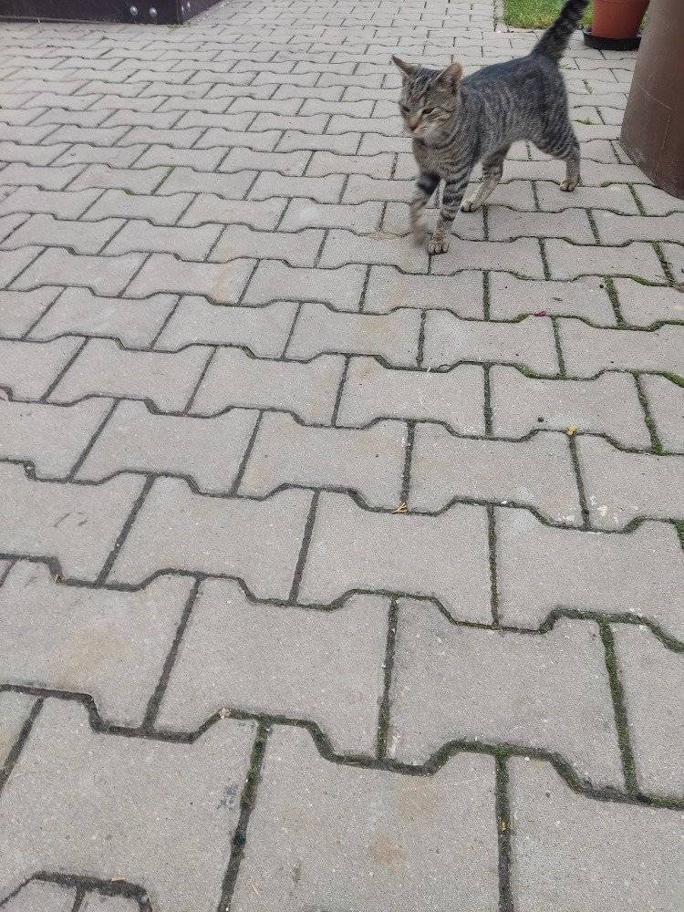 U autobusové zastávky u sila se našel kocourek. Info u paní Jiřiny K.