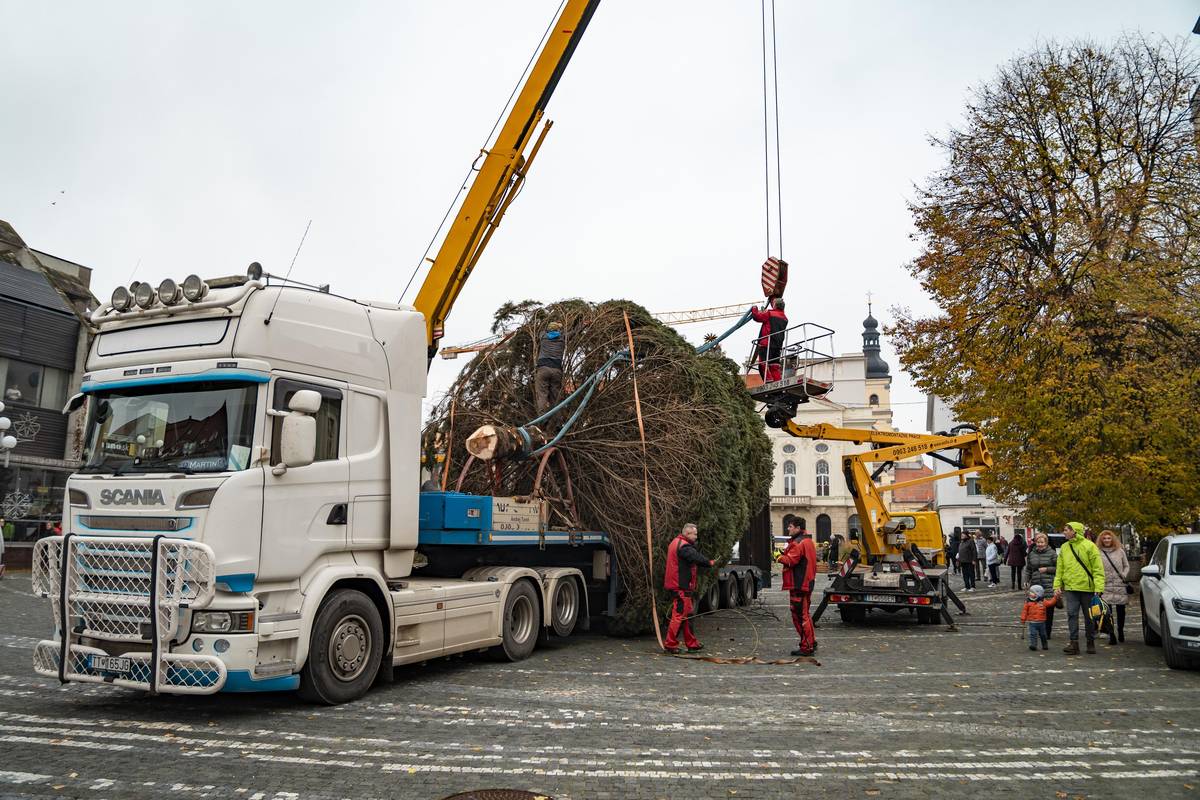 Pri výbere vianočného stromu do centra mesta siahla aj tento rok samospráva po ihličnane, ktorý musí byť z nejakého dôvodu odstránený. V rámci septembrovej výzvy sa ozvalo viacero ľudí, ktorí ponúkli rôzne dreviny vhodné ako dominanta adventných trhov. Odbor komunálnych služieb z nich tento rok vybral smrek pichľavý z Brestovian. V záhrade rodinného domu rastie už vyše tridsať rokov, avšak tento priestor je preň už primalý. Už čoskoro sa z neho stane hlavný bod zimnej výzdoby v centre Trnavy. Prezradíme, že tento rok vianočný strom ozdobí dvojnásobok svetielok, ktoré budú tvoriť jeho žiarivé šapitó. Viac o tohtoročnom Advente v Trnave si môžete prečítať na webstránke advent.trnava.sk. Zhruba 12-metrový smrek privezú na Trojičné námestie v utorok 18. novembra 2025 v doobedňajších hodinách. Jeho rozmery si vyžiadajú dočasnú uzáveru Štefánikovej ulice od polnoci do 15.00 h, resp. do doby, kým ňou nákladné auto so stromom prejde. Hneď potom bude Štefánikova ulica opäť otvorená. Prosíme vodičov, aby rešpektovali prenosné dopravné značenie, ktoré bude na ulici umiestnené, a vo vymedzenom čase na nej neparkovali. Predídu tým riziku poškodenia vozidla pri prevoze nadrozmerného nákladu. Ďakujeme za pochopenie.