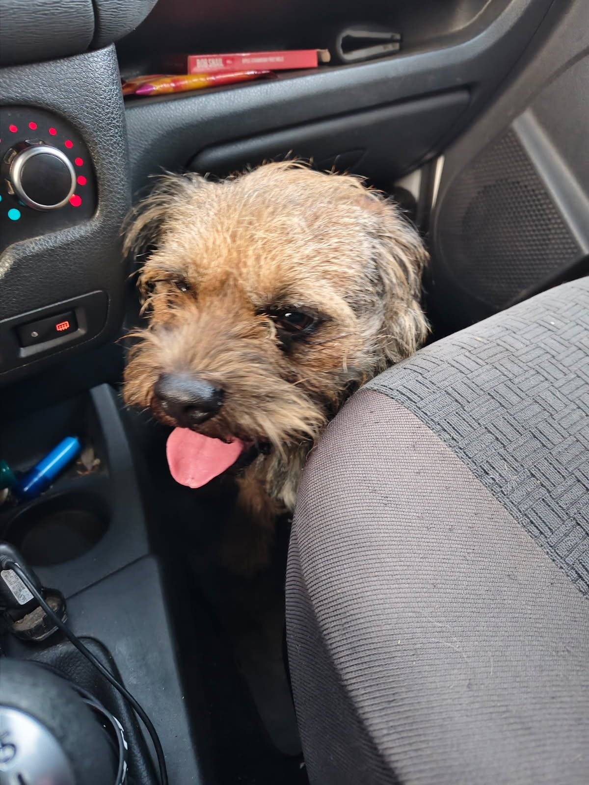 Našel se pejsek na starém mostě v Horní Polici, pokud ho hledáte, info na tel. 737 665 269. Pejsek není čipovaný. Děkujeme za sdílení.