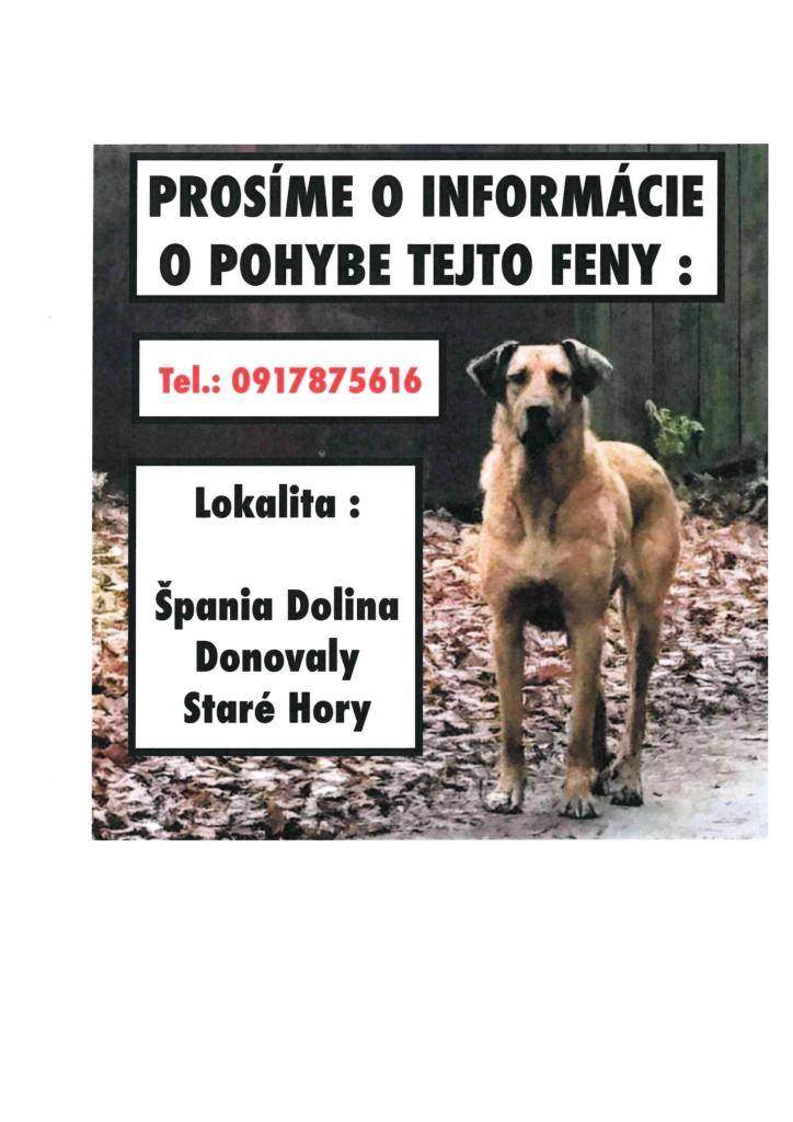 “Hľadáme dve feny x kangala, hnedej farby.  Sú nesmierne plaché, od človeka okamžite utečú, preto prosíme iba o nahlásenie ich polohy. Volať je možné nonstop na číslo 0917875616”