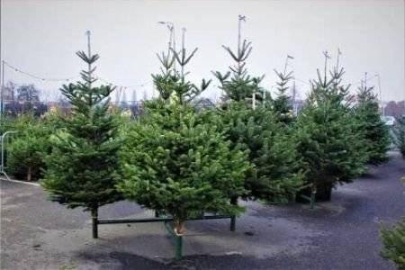 Rádi bychom vás informovali, že od středy 26. listopadu 2025 zahajujeme v Květince MaNe prodej vánočních stromků různých velikostí. Těšíme se na vaši návštěvu a přejeme krásné předvánoční dny! Martina Nejtková