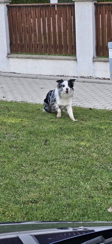 Hledá se majitel tohoto psa, který se volně pohybuje v Malém Újezdě u nadjezdu.