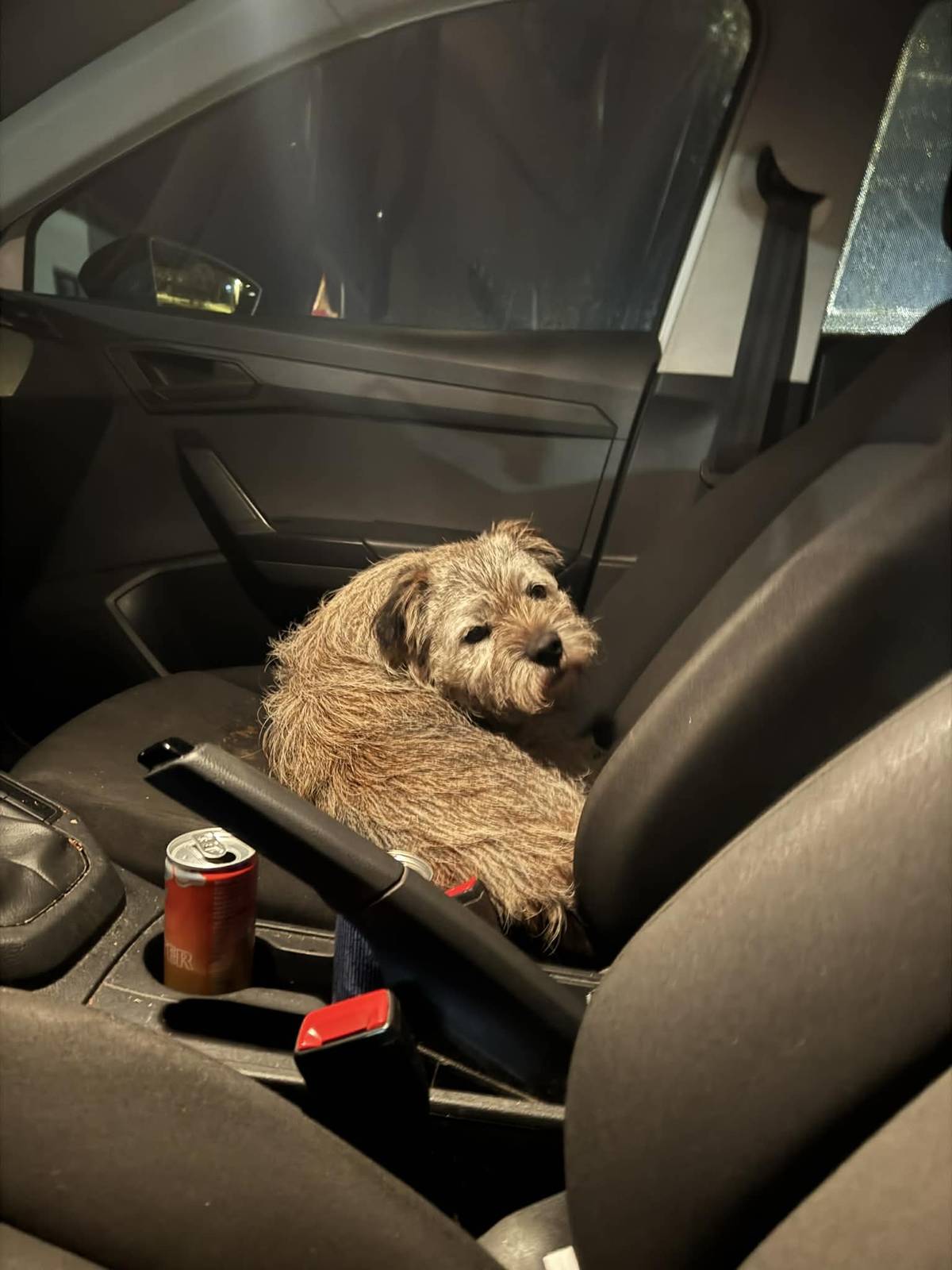 Našel se pejsek, kdyby ho někdo postrádal, ozvete se. Děkujeme.