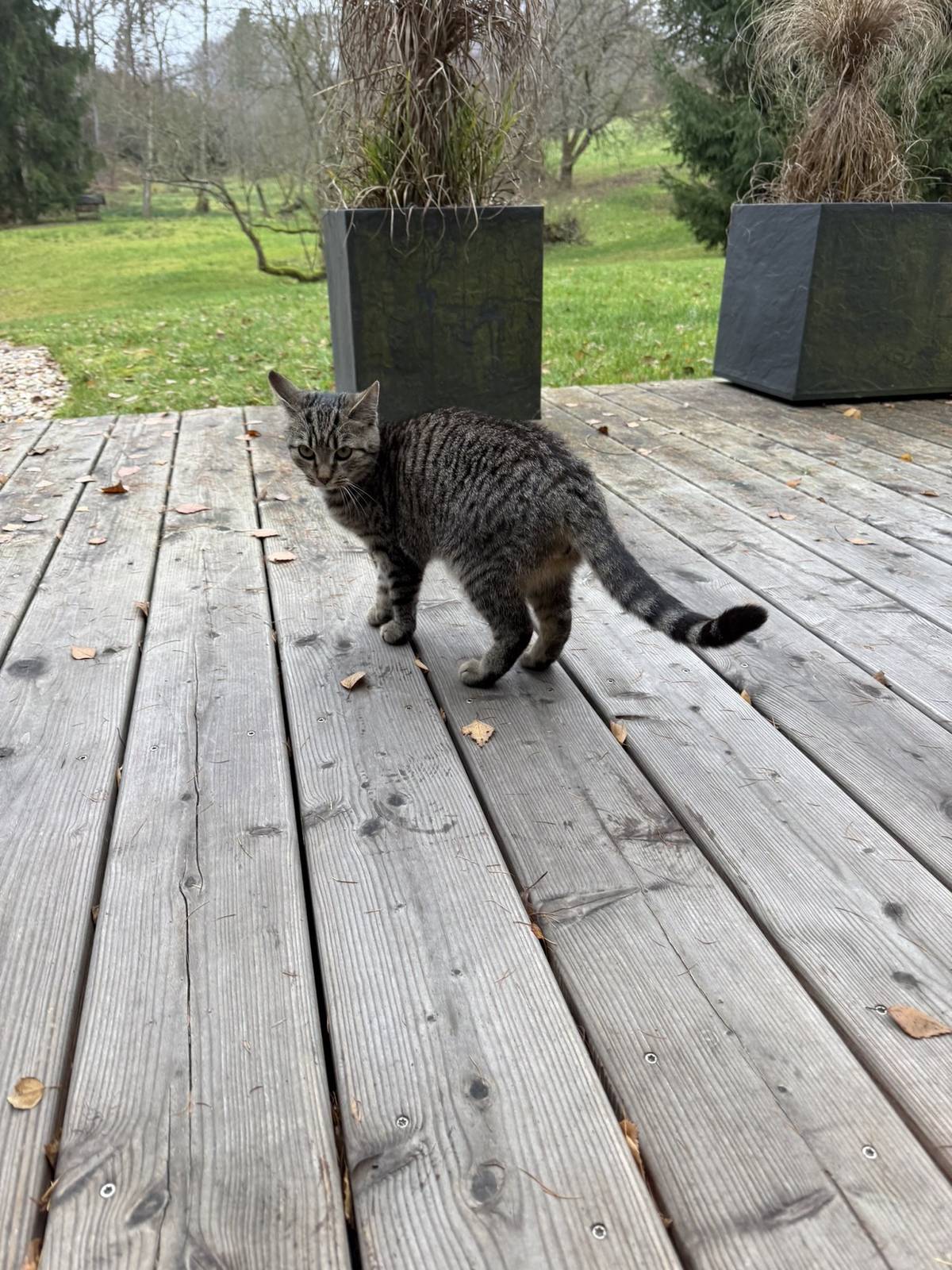 V neděli 16.11.2025 se ve Zbečníku objevilo mourovaté asi půlroční kotě. Kotě je přítulné, evidentně nestrádalo je zvyklé na lidi. Pokud je vaše nebo znáte jeho majitele, prosím ozvěte se na tel. č. 608 566 695.