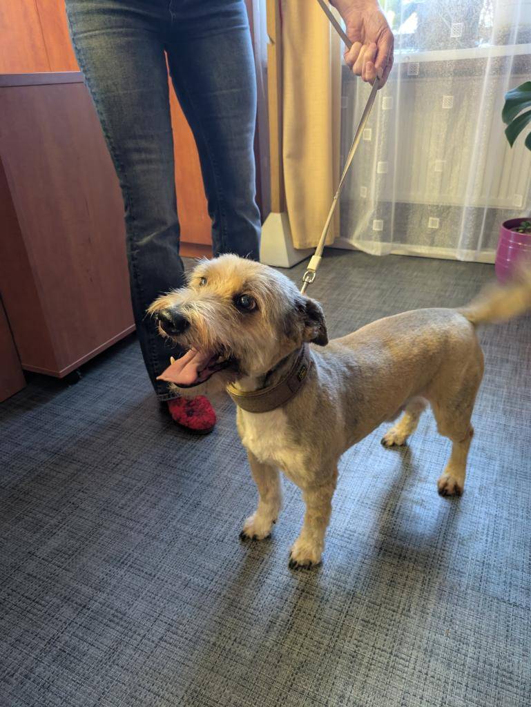 Míša je sedmiletý kříženec, který hledá nový domov. Bohužel již nemůže zůstat se svou starou paní v domku na vesnici. Je přátelský a hodný pes, ideální společník pro někoho, kdo mu poskytne láskyplný domov a potřebnou péči. Zájemci se mohou informovat na telefonním čísle 606 700 206.