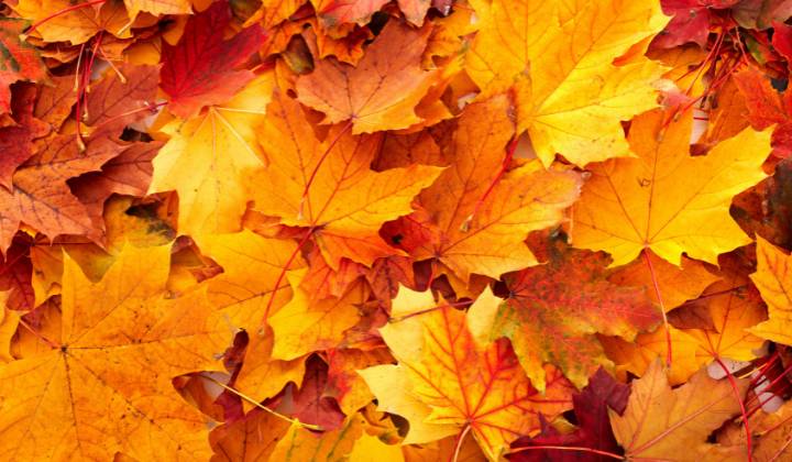 Obecný úrad  Zlaté   srdečne pozýva všetkých dôchodcov   na slávnostné posedenie  pri príležitosti   Októbra - Mesiaca úcty k starším.   Nedeľa 26. október 2025 o 15:00 hod   Kulúrny dom Zlaté     Kultúrny program:   Žiaci a deti ZŠ s MŠ Zlaté, FS ŠAFILKA