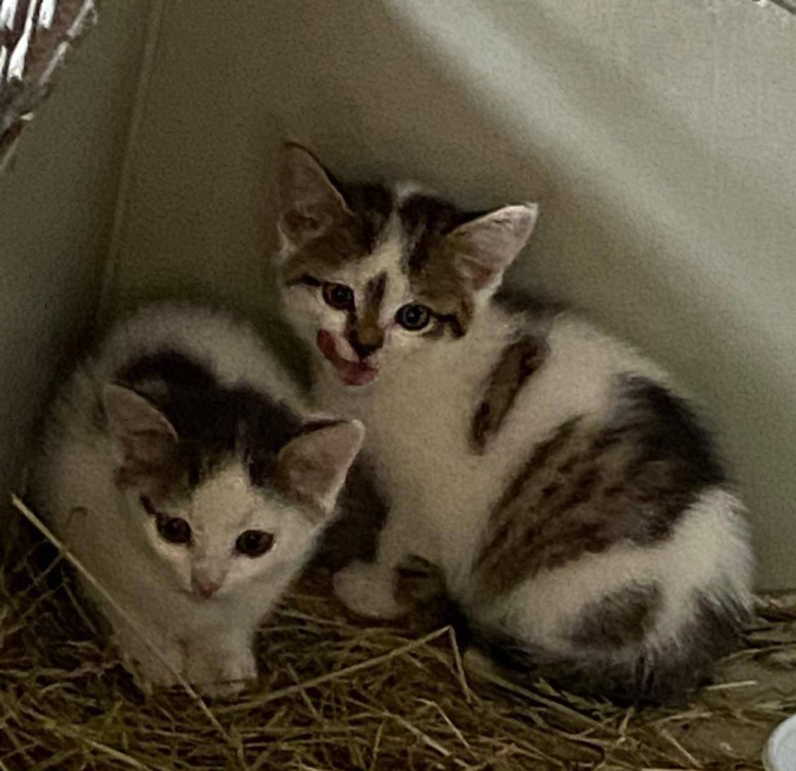 Včera 19.11. se z ulice K Hájovně zaběhla dvě koťata. Teď na ně doma čekají dvě smutné holčičky. Pokud by jste koťáta někde viděli dejte nám vědět a nebo volejte přímo na tel. 605264161. Předem velice děkuji