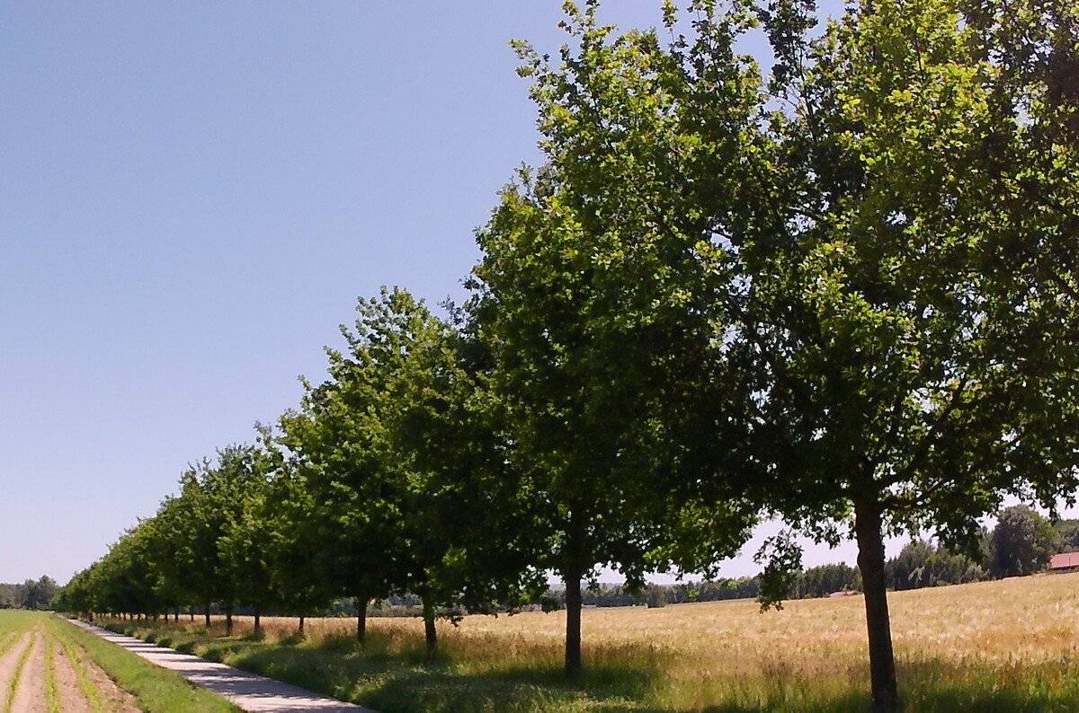 Vysočina má v soutěži Alej roku 2025 hned čtyři želízka v ohni   Podpořte krásu stromů v našem kraji a hlasujte pro svou oblíbenou alej na www.alejroku.cz     Za Kraj Vysočina soutěží: Dubové stromořadí v Telči Topolová alej u Martínkova Javorová alej ke kostelu sv. Václava v Branišově Alej na jihlavském Heulose     Hlasování probíhá od 6. listopadu 2025 do 28. ledna 2026.