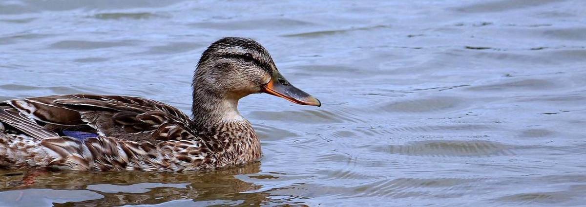 Aktuální informace k ptačí chřipce