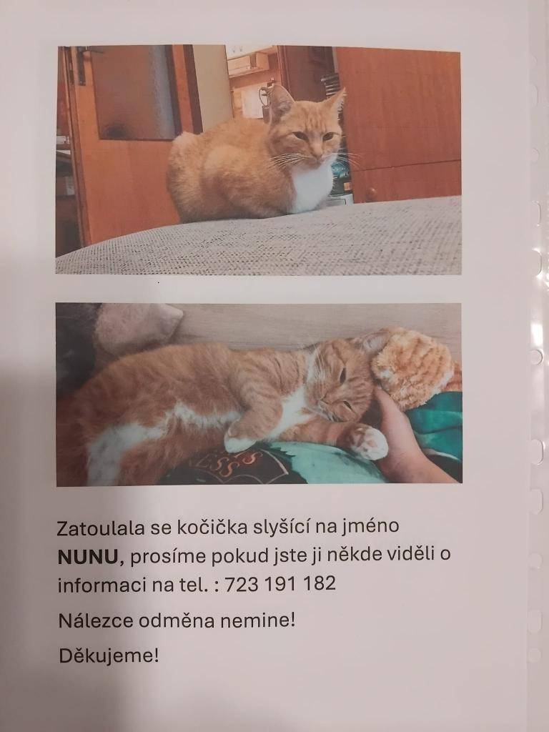 Ve čtvrtek 20. 11. 2025 se ztratila kočička slyšící na jméno NUNU. Pokud by ji někdo viděl, prosíme o info na telefon 723 191 182 nebo na podatelnu Obecního úřadu. Děkují Benešovi.