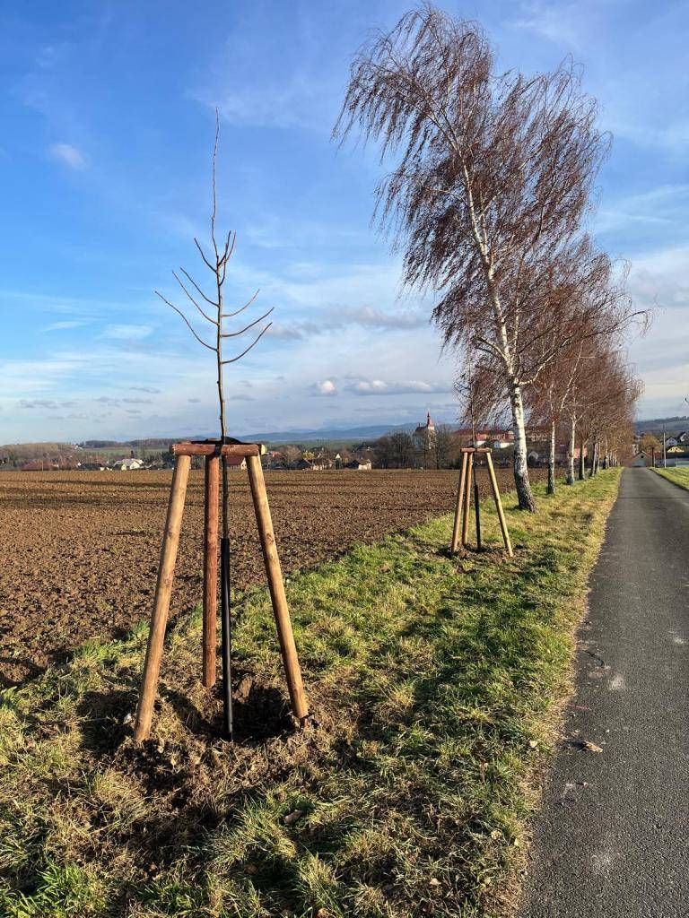 Podzim využíváme k dosazování alejí i loňskou vichřicí vyvracených a vyřezaných stromů.