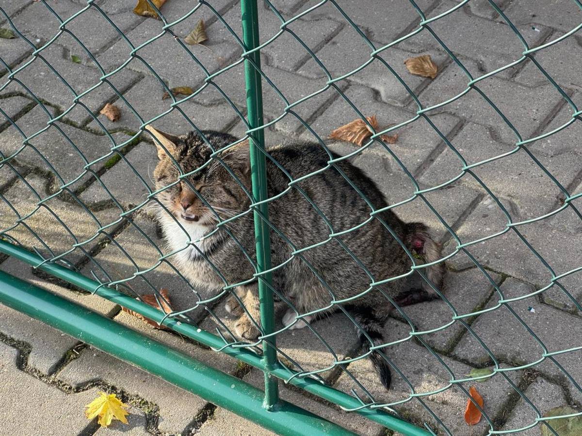 Vážení spoluobčané,  dnes byla v Ostřešanech nalezena tato mourovatá kočka s bílými znaky. Je zraněná. Majitel ať se přihlásí na tel. č. 602 446 904.