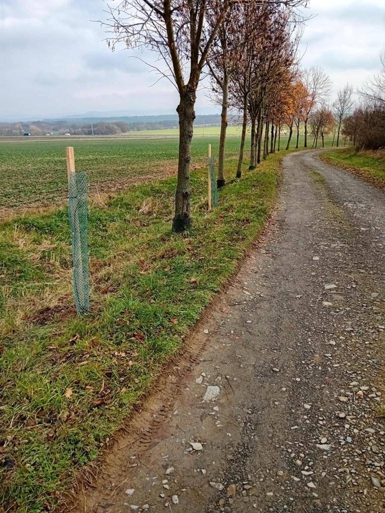 Další etapa ve vysazování stromů - tentokrát podél cesty na "Lagunu" a k vysílači za Janečkovým.