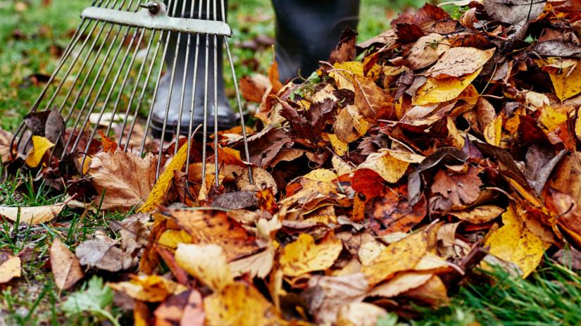 V termíne od pondelka 24. novembra do piatka 28. novembra 2025 bude v obci prebiehať jesenný zber lístia a haluziny. Lístie je potrebné pozbierať do vriec a spolu s haluzinou vyložiť pred brány. Žiadame občanov, aby haluzinu umiestňovali tak, aby nezasahovala do cesty. Ďakujeme!