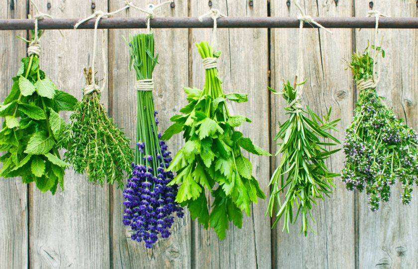 Ve čtvrtek  20. listopadu 2025 v čase od 9 do 9.30 hod. bude probíhat výprodej  bylinek od otce Pleskače z Brna.  Za výhodné ceny můžete nakoupit Rakytníkový sirup, Kostivalovy gel na bolavá ramena, kolena a záda, Ostropestřecový olej za studena lisovaný, čaj na kašel, Kozlíkové tablety na uklidnění