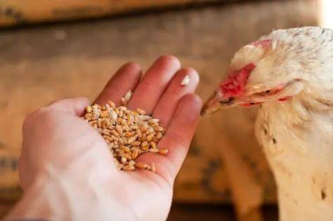 Firma Vojtíšek bude v neděli 23. 11. 2025 od 12:30 u obecního úřadu prodávat krmné směsi pro hospodářská a domácí zvířata. V nabídce bude:  obilí, proso 16 Kč/kg, zimní směs pro venkovní ptactvo 35 Kč/kg, zimní směs pro slepice 25 kg - 330 Kč, granule pro králíky 25 kg - 300 Kč slunečnice 25 Kč/kg, kapsičky pro kočky 5 Kč/ks.  Jako obvykle bude také vykupovat králičí kůže.