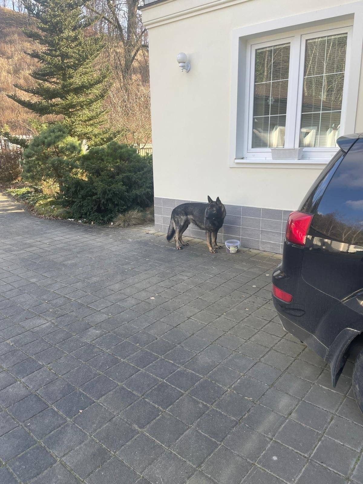 Dobrý den  Dneska se u podniku Metalplast a vlakové zastávky našel pes.  Je to vlčák vlkošedý a je to kluk.  Pokud by někdo věděl nebo tušil komu by mohl patřit dejte prosím vědět. Děkujeme za spolupráci