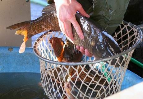 Rybářství Dujsík bude  v úterý 25.11.2025 ve 14:00 hodin v naší obci,  na horní autobusové zastávce, prodávat živé ryby.  Nabízí: kapry, kapří půlky, amury, tolstolobiky, líny, karase, sumce, pstruhy duhové a pstruhy lososové.  Dále vykoupí jádra vlašských ořechů.