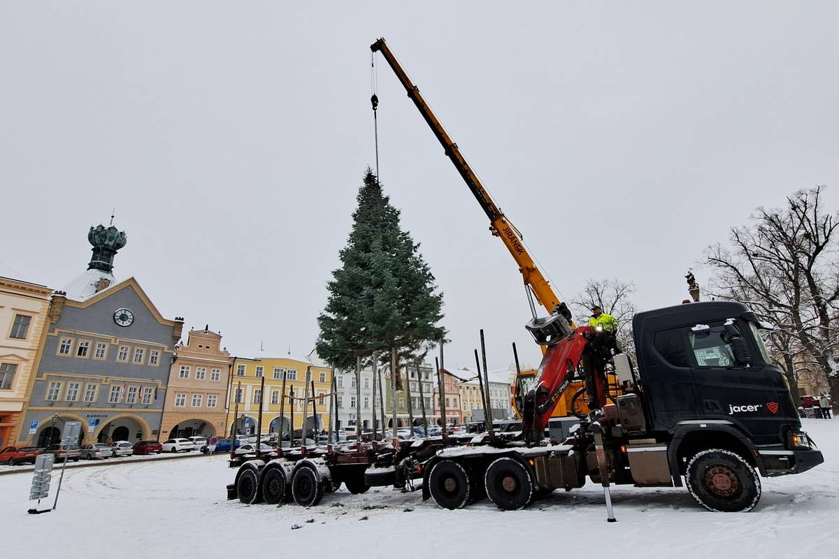 Na Mírovém náměstí dnes začala adventní atmosféra nabírat konkrétní podobu. Do centra dorazila dvanáctimetrová jedle, kterou město získalo od soukromých dárců z Havlíčkovy ulice.  Ráno ji pracovníci technických služeb pokáceli, opatrně naložili a spolu se specializovanou firmou dopravili a ukotvili na tradičním místě na náměstí. V dalších dnech se dočká výzdoby i posledních úprav před nedělním rozsvícením. To se uskuteční v neděli 30. listopadu v 18 hodin na Mírovém náměstí. Kulturní program bude probíhat od 14 do 20 hodin. Těšit se můžete na vánočně laděnou výzdobu, stánky s občerstvením a na svařák Zahrady Čech. Spolu se stromečkem se přesně v 18 hodin rozsvítí také nové světelné dekorace, které ozdobí nejen samotný strom, ale i lampy kolem náměstí, věž u kostela Všech svatých a další části centra. Od neděle bude na náměstí opět umístěna oblíbená Ježíškova pošta, do které mohou děti i dospělí vhazovat své dopisy pro Ježíška. A pokud stihnou svůj dopis do andělské schránky doručit do 18. prosince, mohou se zároveň těšit i na Ježíškovu odpověď.  Program rozsvícení vánočního stromu:  14.00–15.00 Podřipský žesťový kvintet  15.00–16.00 Vánoční melodie v podání ZUŠ Ambiam Roudnice n/L  16.00–16.45 Pohádka Kouzelné Vánoce s Magdou Reifovou  17.30–17.55 Josef Vágner a dětský pěvecký sbor Koťata Lovosice  18.00 Rozsvícení vánočního stromu  18.00–18.30 Josef Vágner a dětský pěvecký sbor Koťata Lovosice  19.00–20.00 Litoměřický dívčí sbor Puellae cantantes {gallery}02025/vanocni_strom{/gallery}