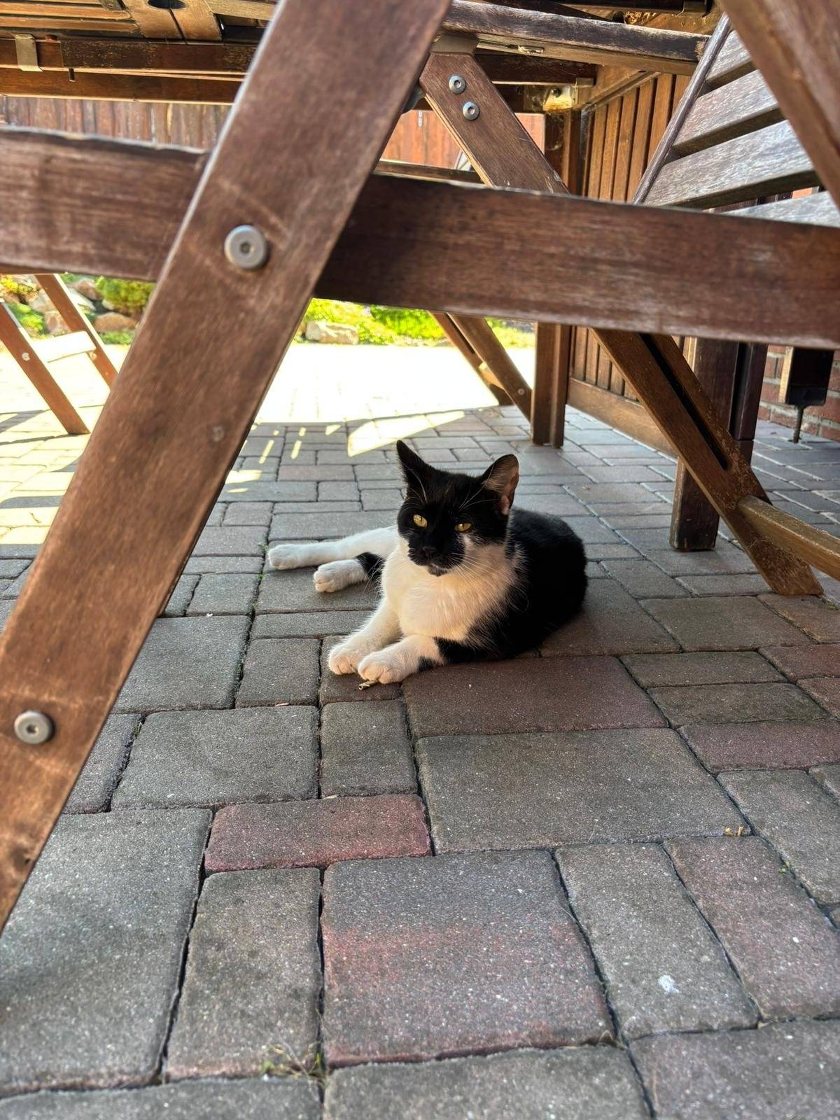 V obci Dobroměřice se ztratil černobílý kocourek (viz foto). Je hodný, mazlivý a má křivé zuby a ocas. V případě nálezu či bližších informací volejte, prosím, na číslo majitele 776 775 740.