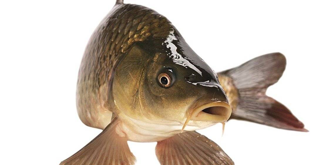 Oznamujeme občanům, že se dne 22.12.2025 v 9:00-9:30 uskuteční před obchodem v Jiřích prodej ryb. Objednávky na ryby přijímá paní prodavačka v obchodě do 10.12.2025. Objednávat můžete kapra (i uzené podkovy kapra 300-400g), pstruha (i uzeného) a amura.