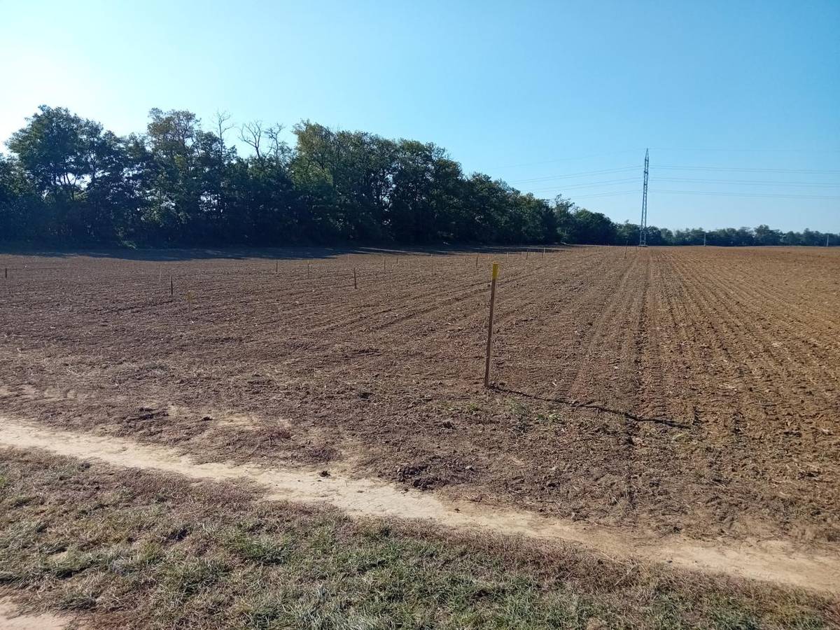 Vďaka finančnej podpore Nadácie Ekopolis a spoločnosti Kaufland Slovenská republika v.o.s. v rámci programu Sadíme budúcnosť bola zrealizovaná výsadba starých odrôd stromov v Šelpickom chotári.